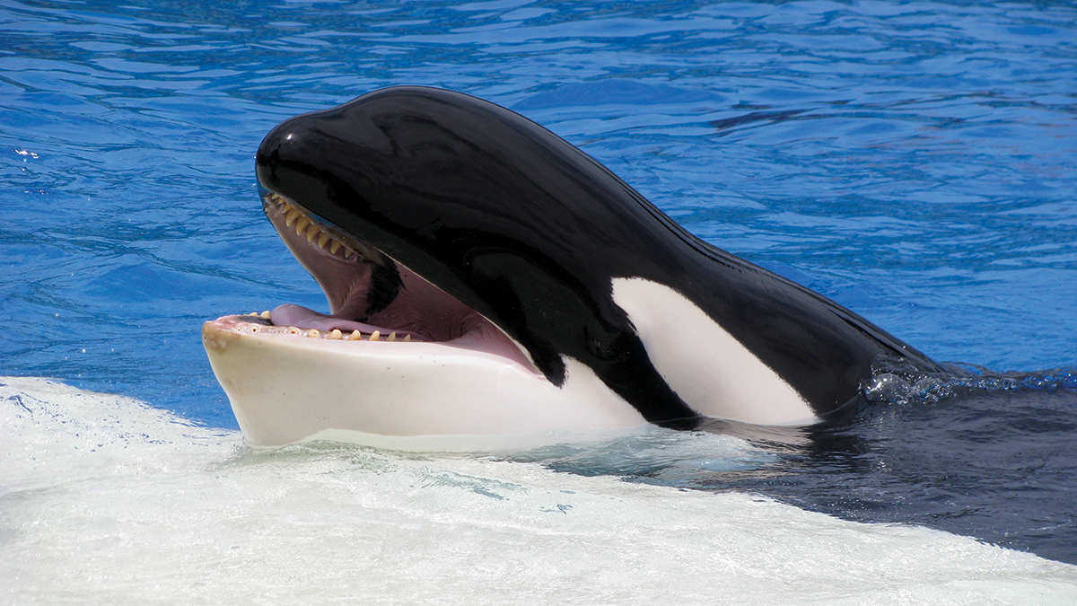 Cages: what killer whales teach us about our own freedom – Adventist Record