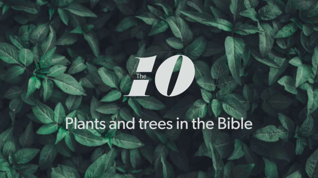 The Ten: Plants and trees in the Bible