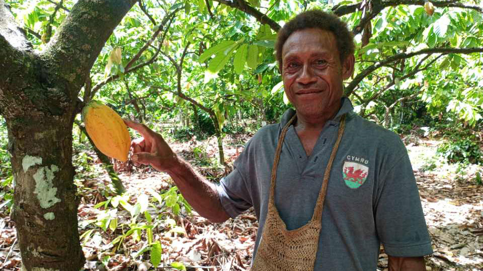 Cocoa farm saved from rat attack