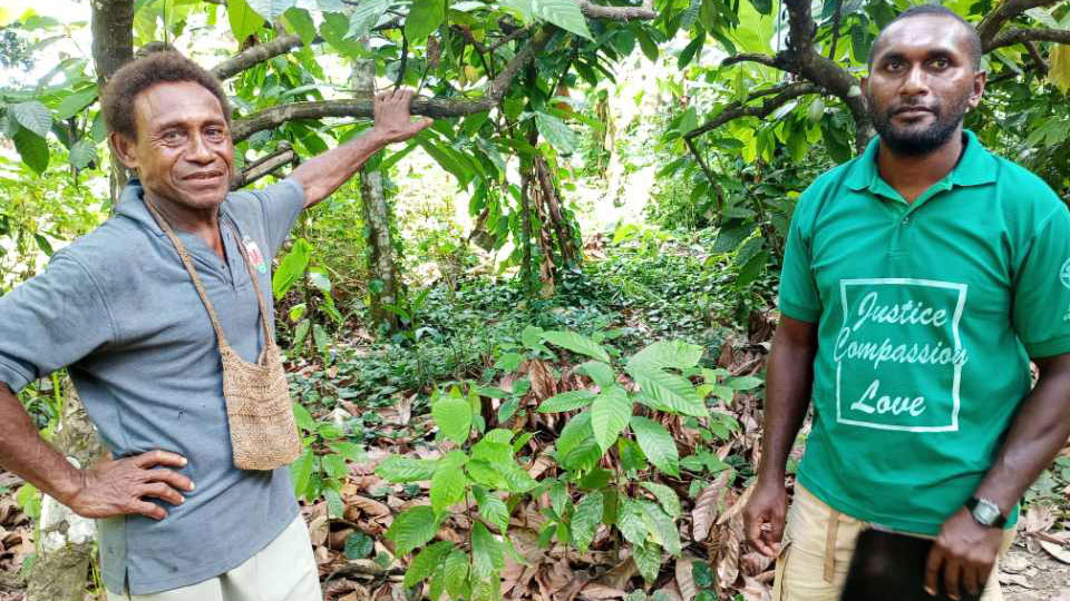 Cocoa farm saved from rat attack