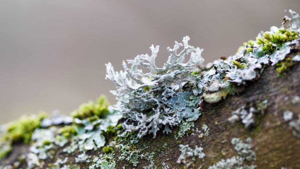 Life lessons from lichen 